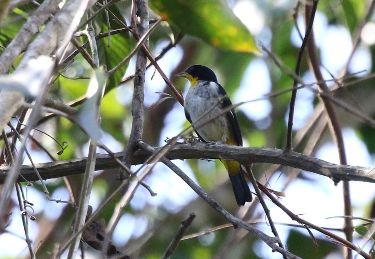 Yellow-backed Tanager - ML459660871