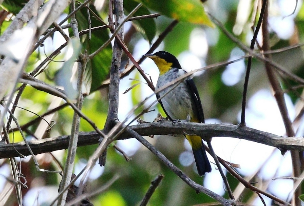 Yellow-backed Tanager - ML459660931