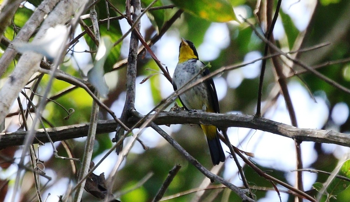 Yellow-backed Tanager - ML459660941