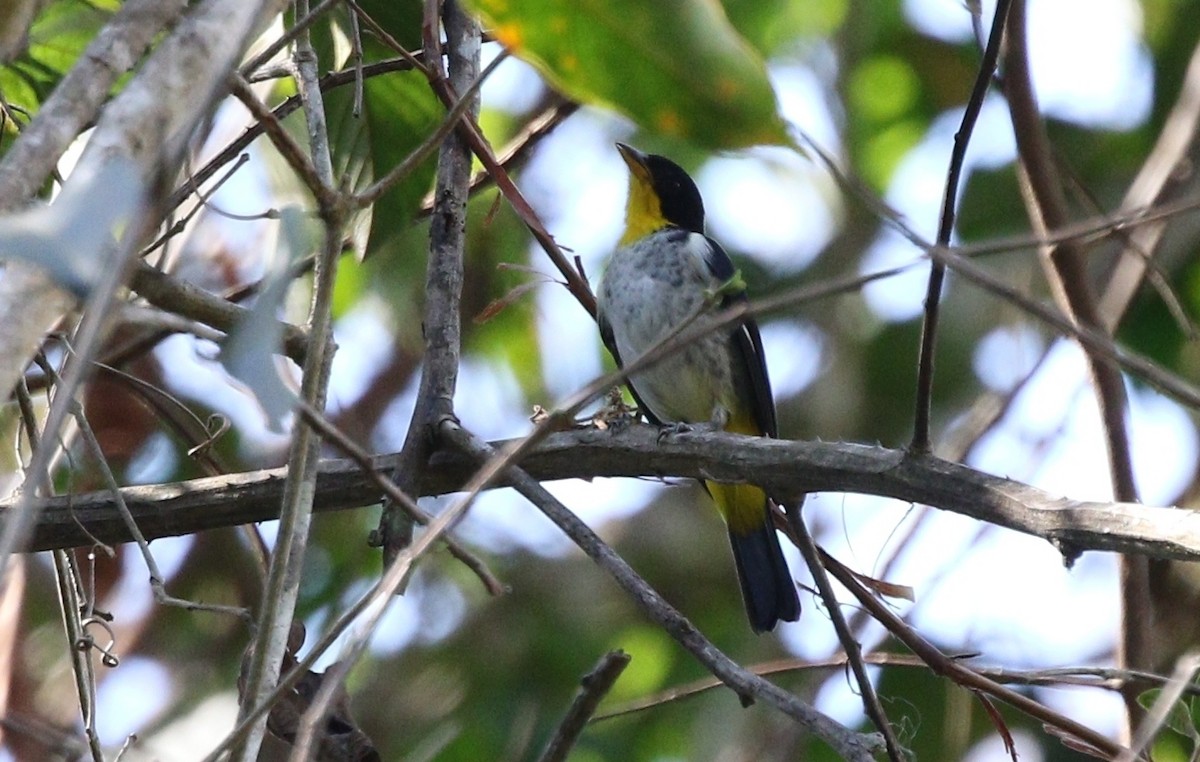Yellow-backed Tanager - ML459661001