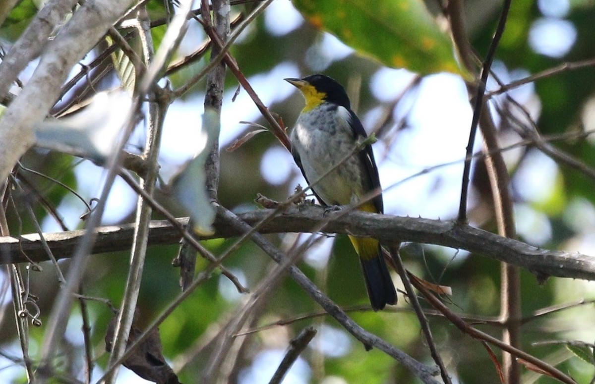 Yellow-backed Tanager - ML459661071