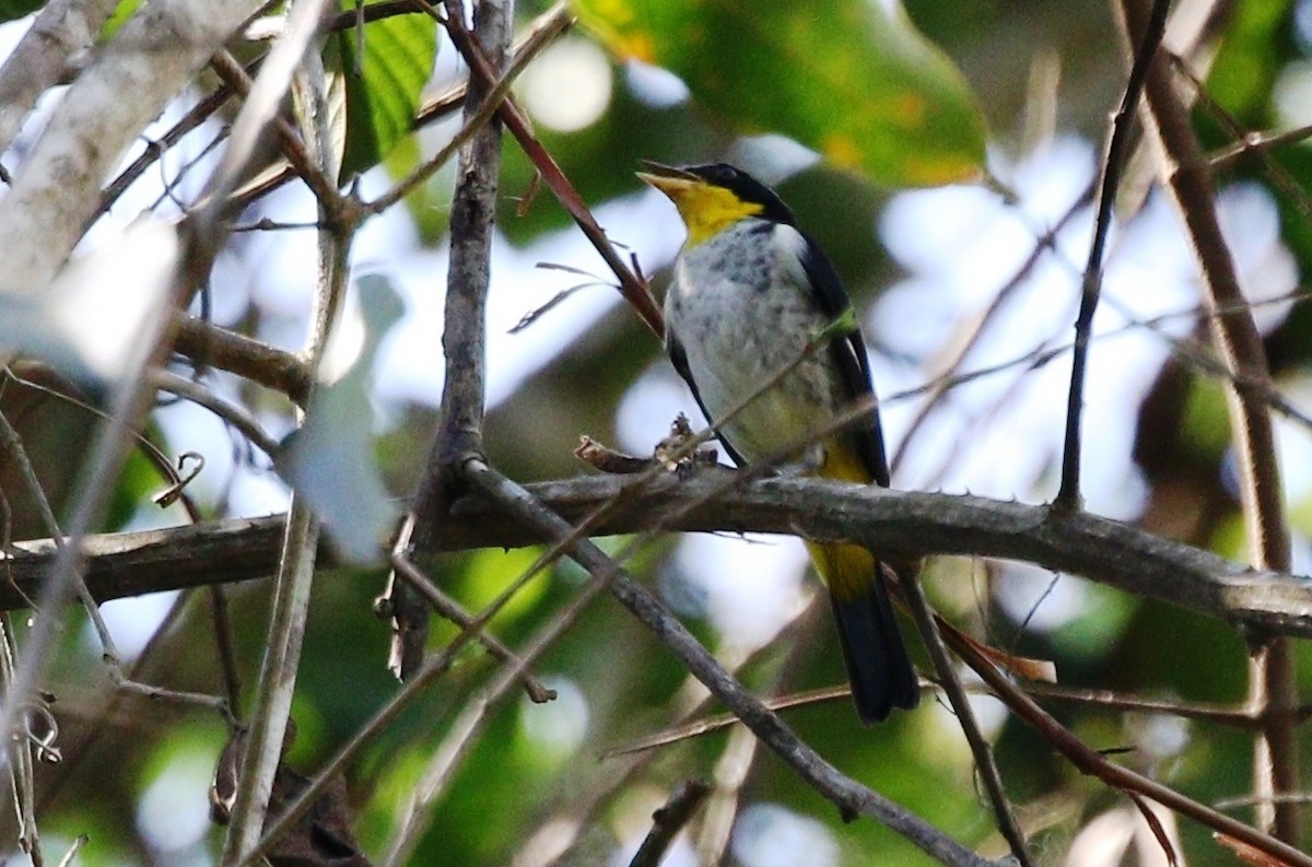 Yellow-backed Tanager - ML459661111