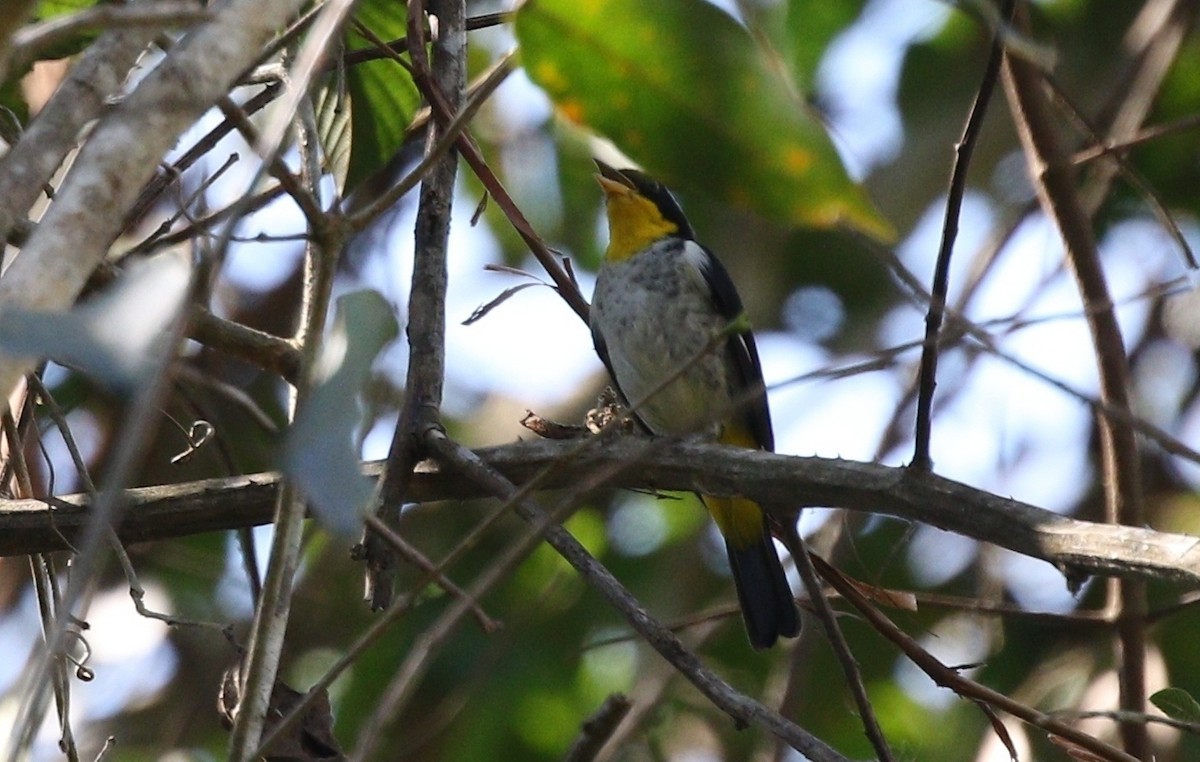 Yellow-backed Tanager - ML459661141