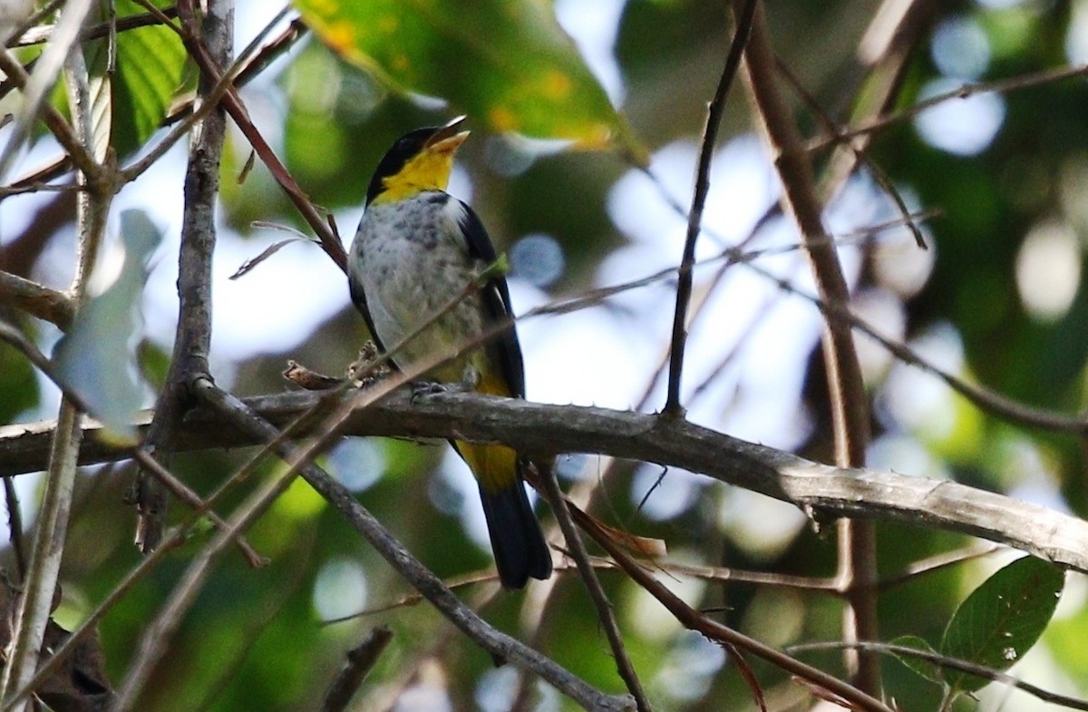 Yellow-backed Tanager - ML459661201