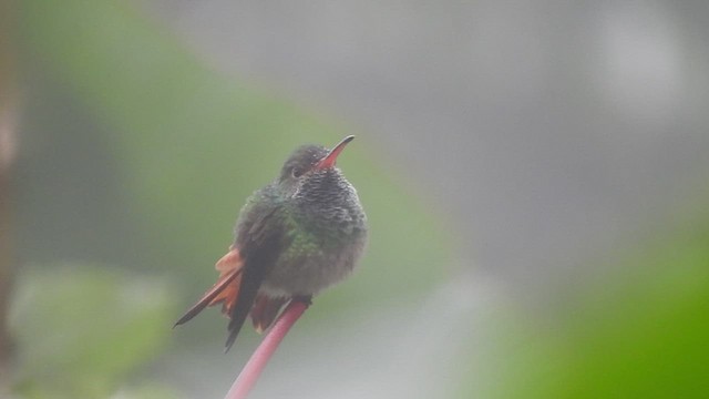 Rufous-tailed Hummingbird - ML459662321
