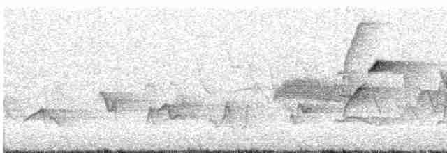 Batı Amerika Sinekkapanı (occidentalis/hellmayri) - ML459663501