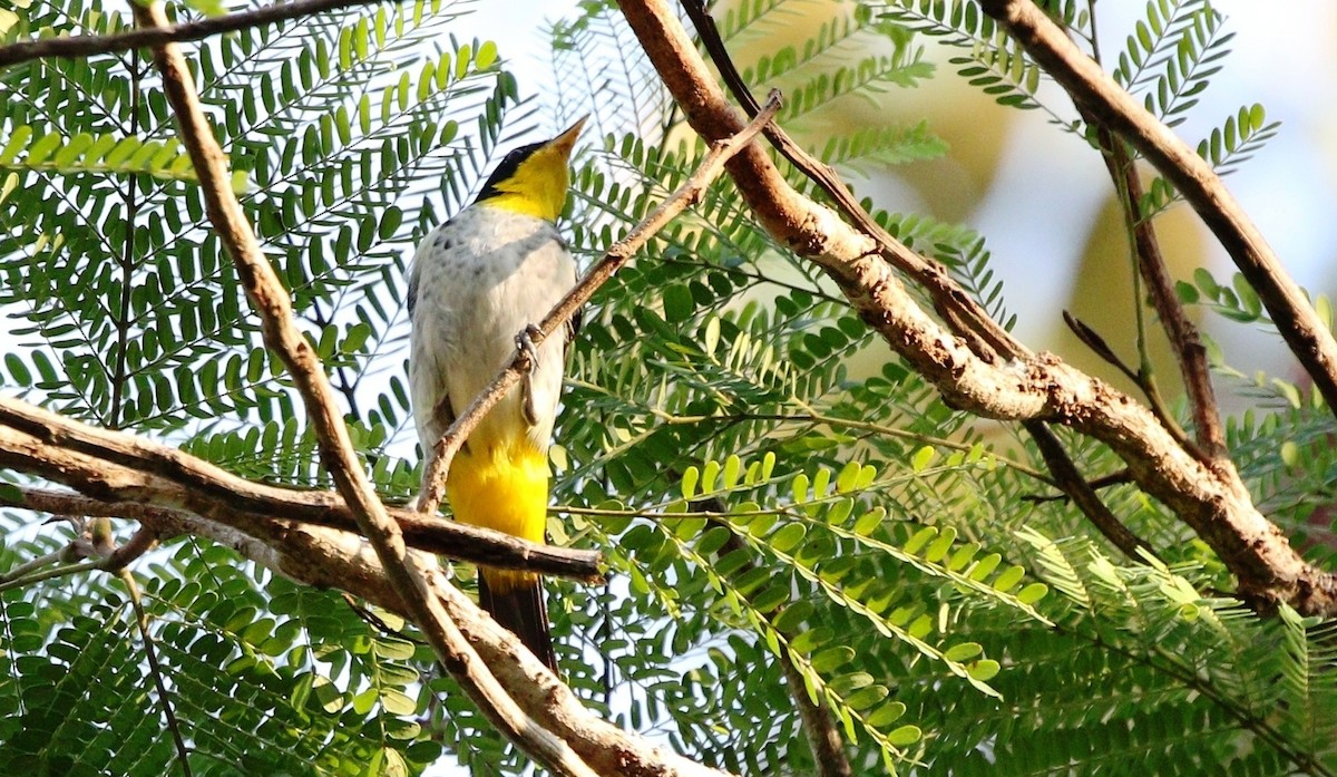 Yellow-backed Tanager - ML459665961