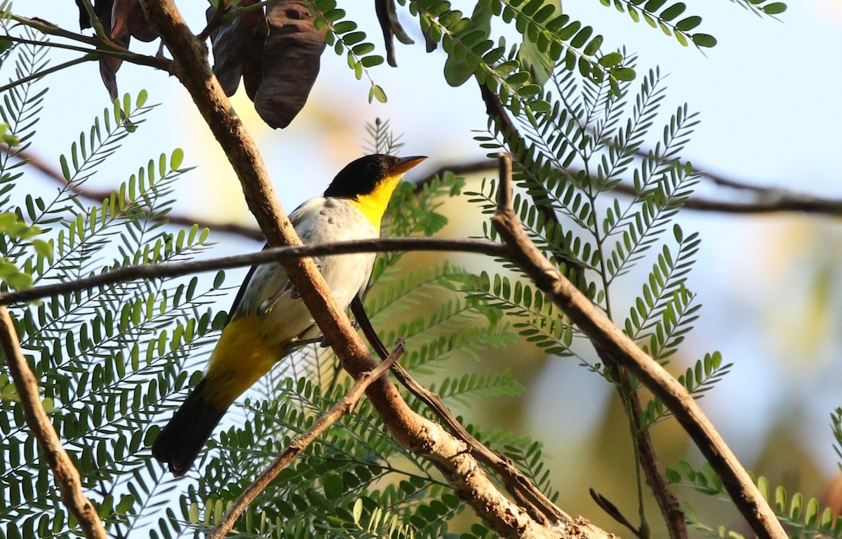 Yellow-backed Tanager - ML459665981