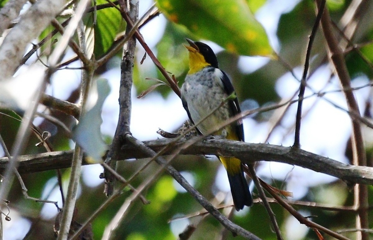 Yellow-backed Tanager - ML459665991