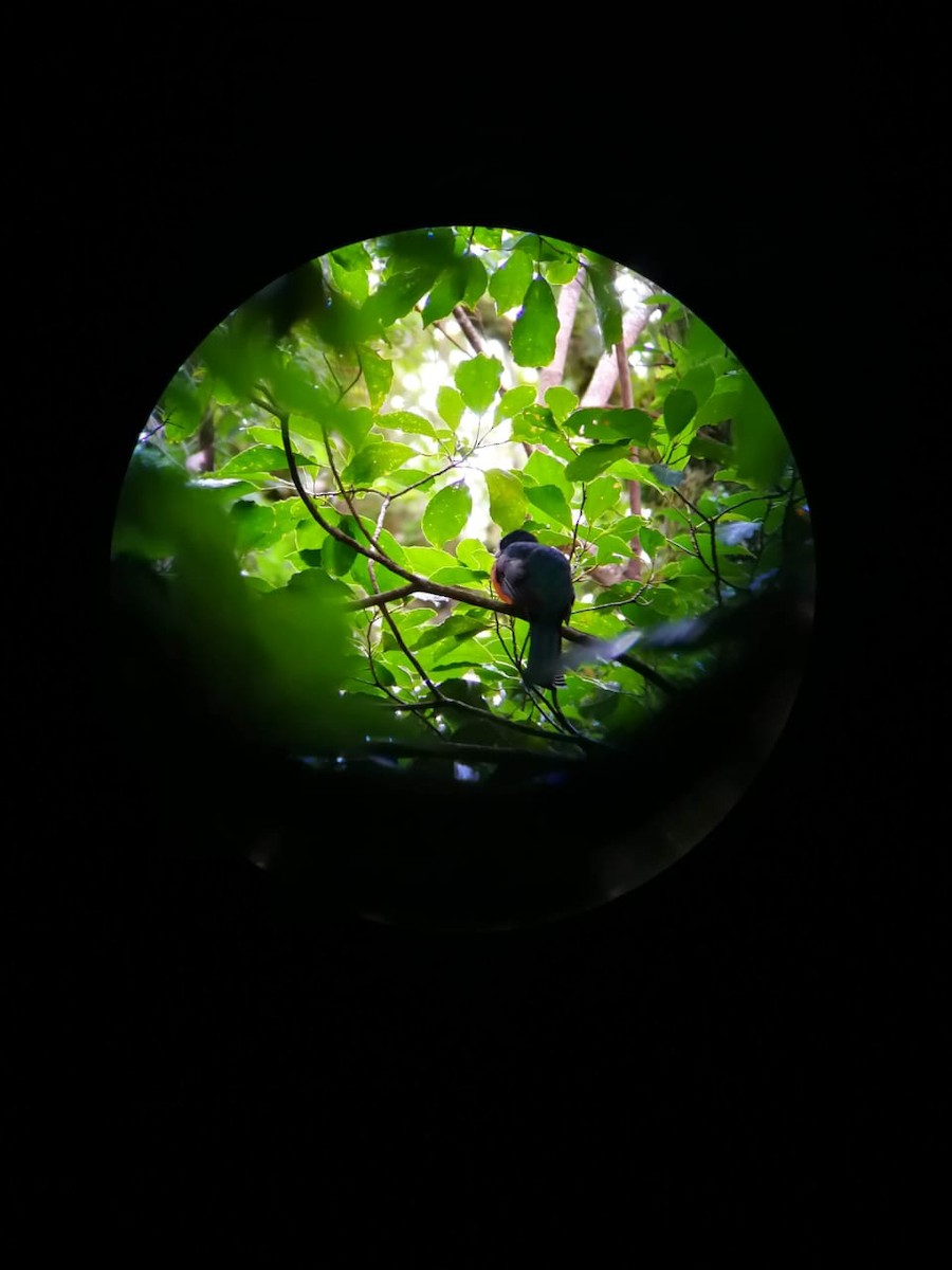 Lattice-tailed Trogon - Dilish Madhumal cherumanalil