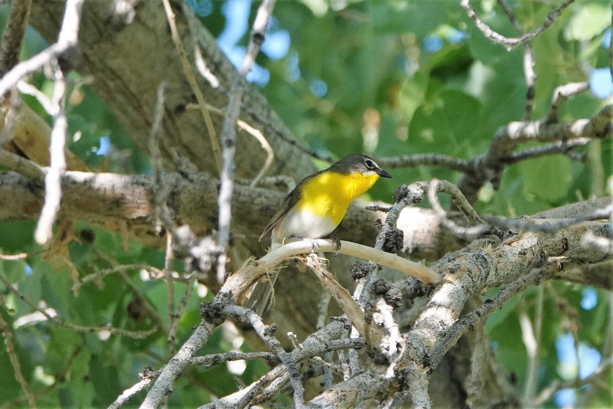 Yellow-breasted Chat - ML459680511