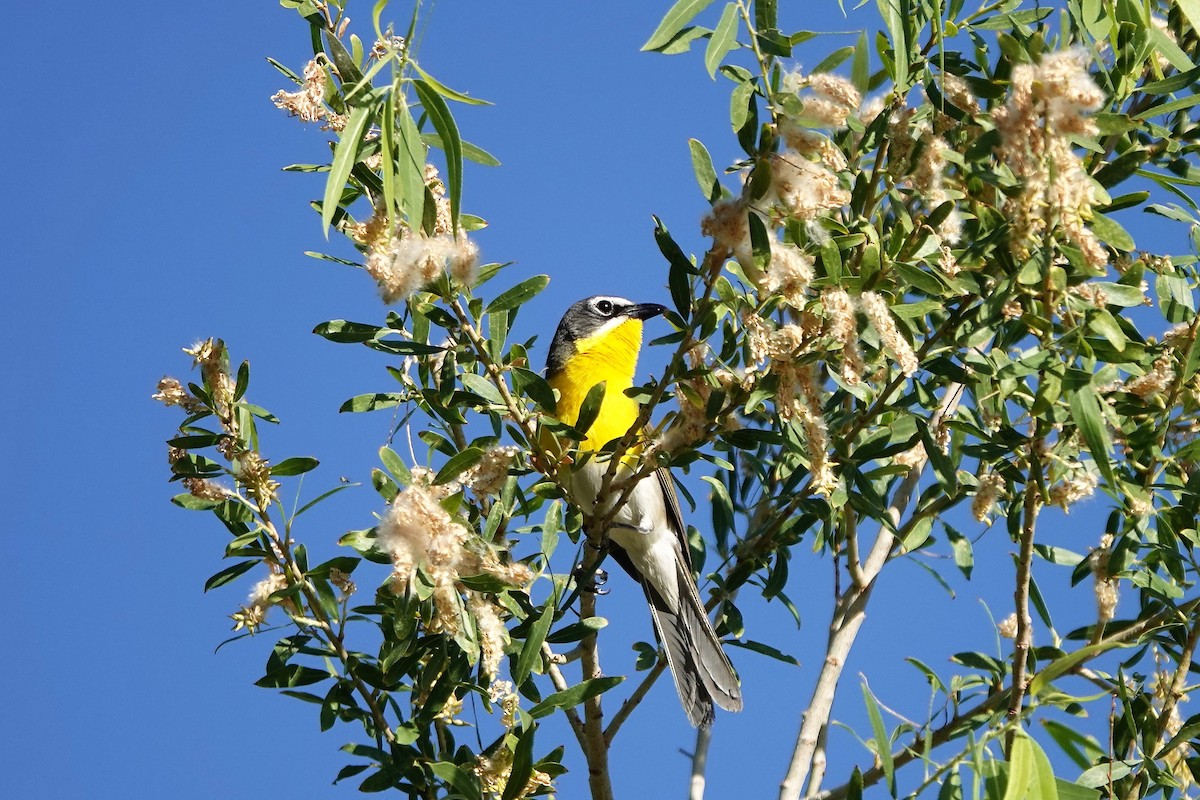Yellow-breasted Chat - ML459680531