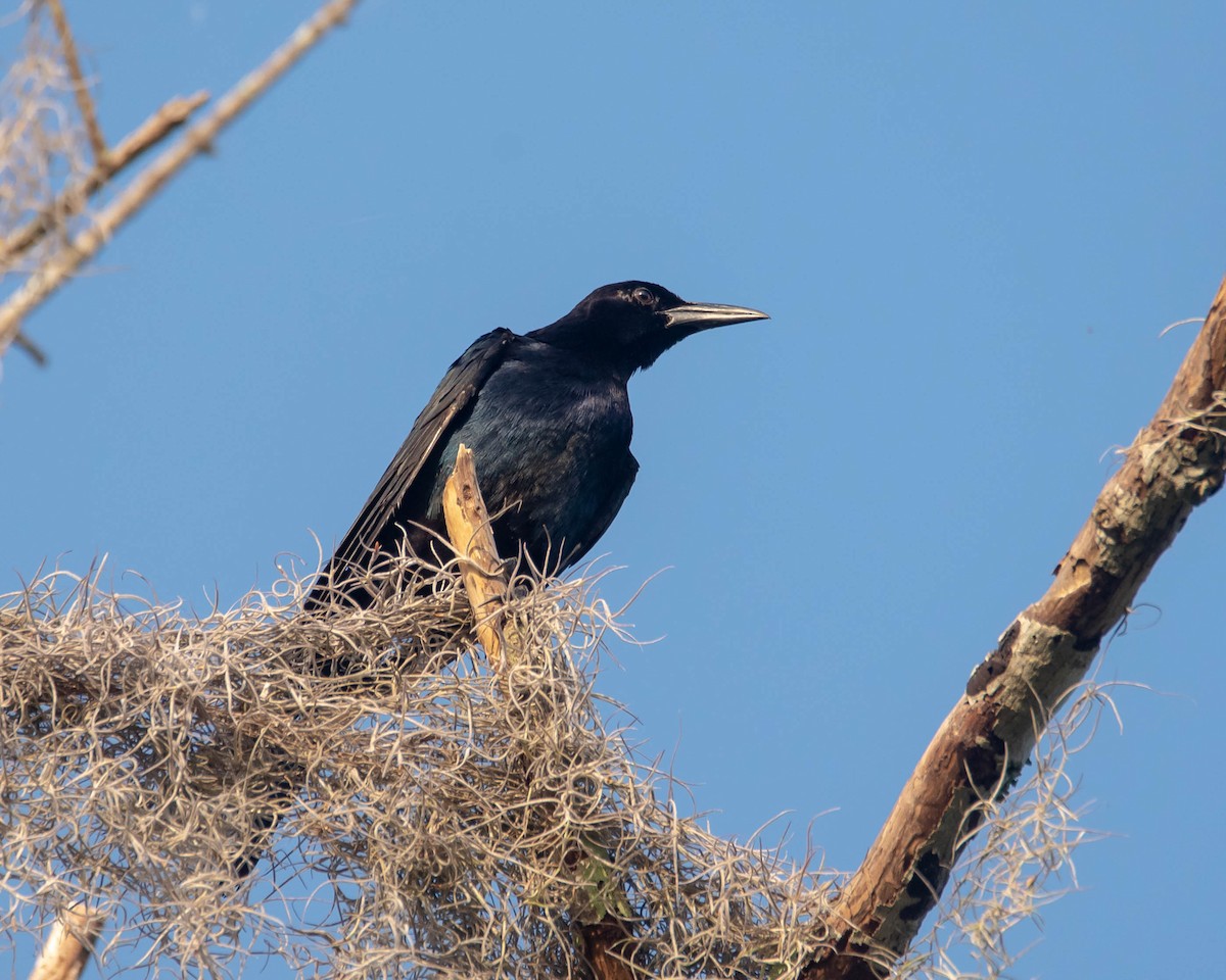 Boat-tailed Grackle - ML459681611
