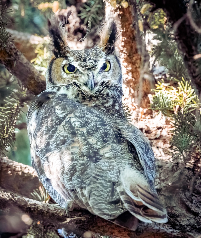 Great Horned Owl - Claude Garand