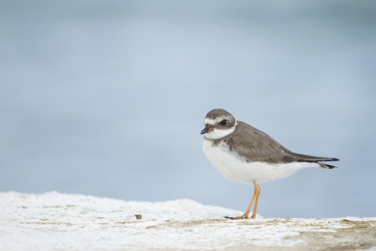 Semipalmated Plover - Will Sweet
