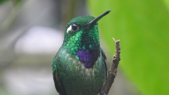 kolibřík skvrnoocasý - ML459696871
