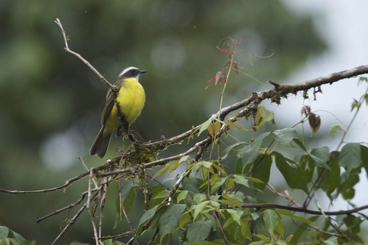 White-ringed Flycatcher - Will Sweet