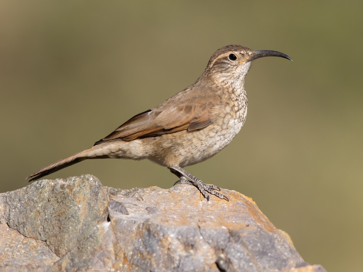 Vireo Chivi/Chivi vireo/Vireo chivi | Birds Colombia|La Voz de las Aves, image size:1200x900