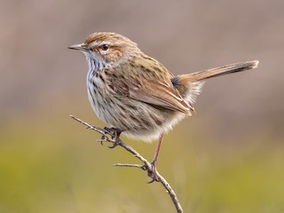  - Rufous Fieldwren