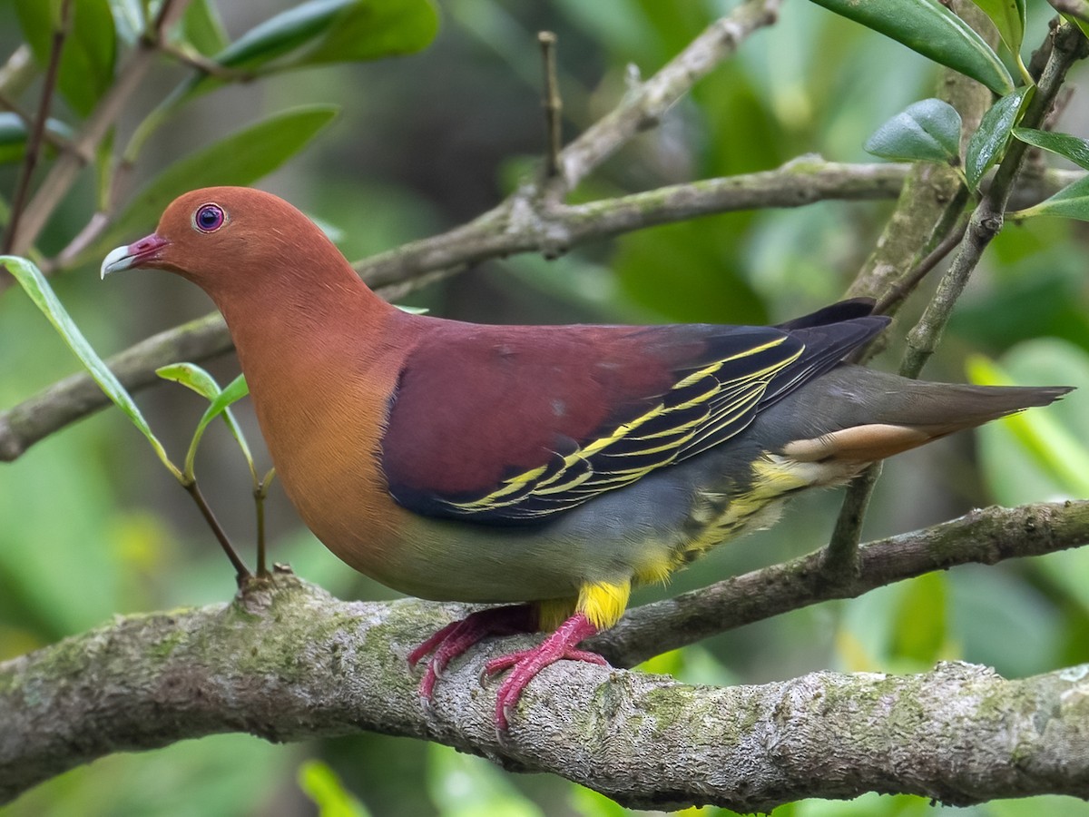 Cinnamon-headed Green-Pigeon - Treron fulvicollis - Birds of the World