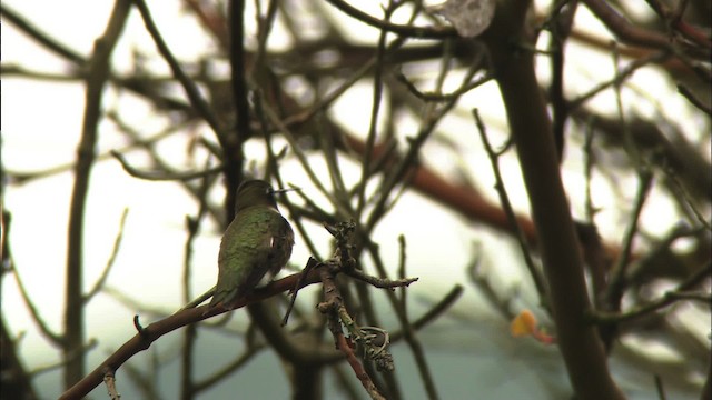 Black-chinned Hummingbird - ML459708