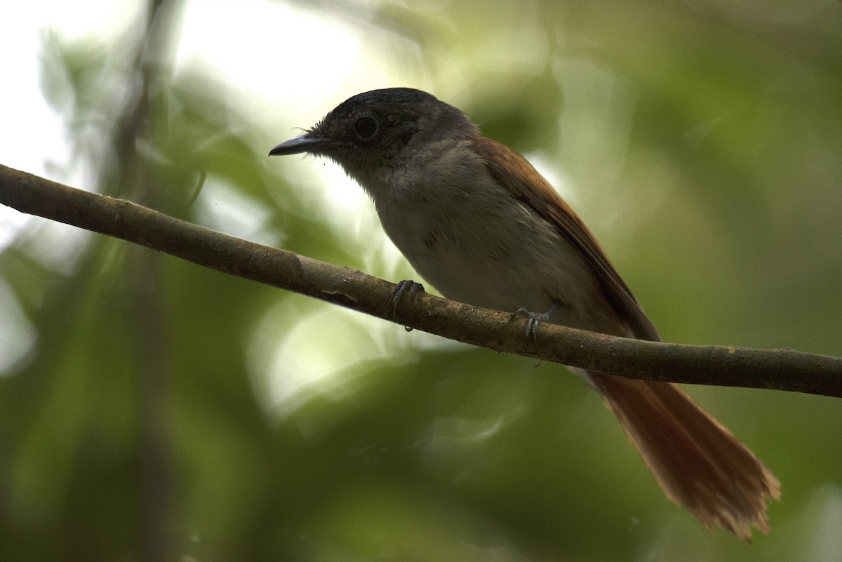 Sao Tome Paradise-Flycatcher - ML459711291