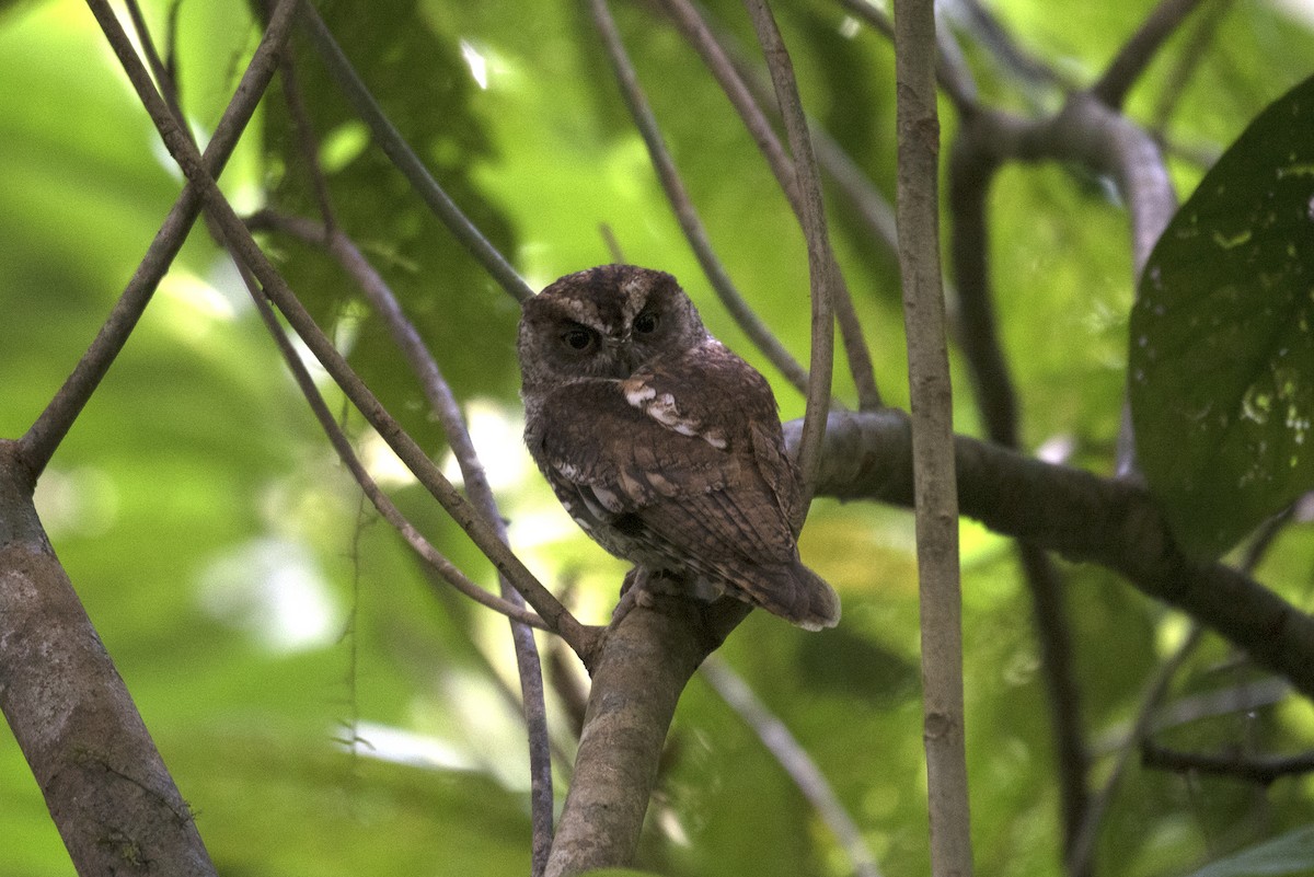 Sao Tome Scops-Owl - ML459711591