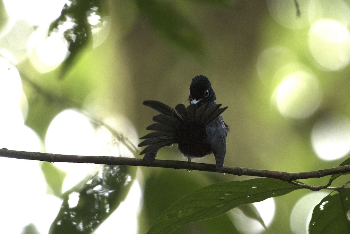 Sao Tome Paradise-Flycatcher - ML459711681