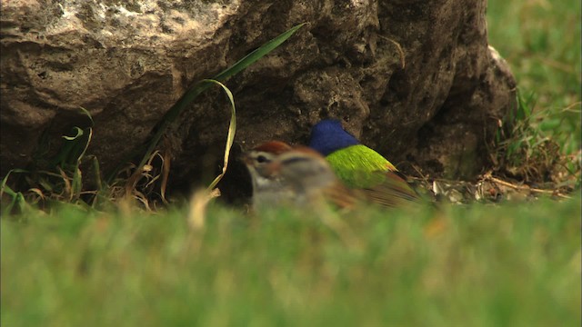 Painted Bunting - ML459712