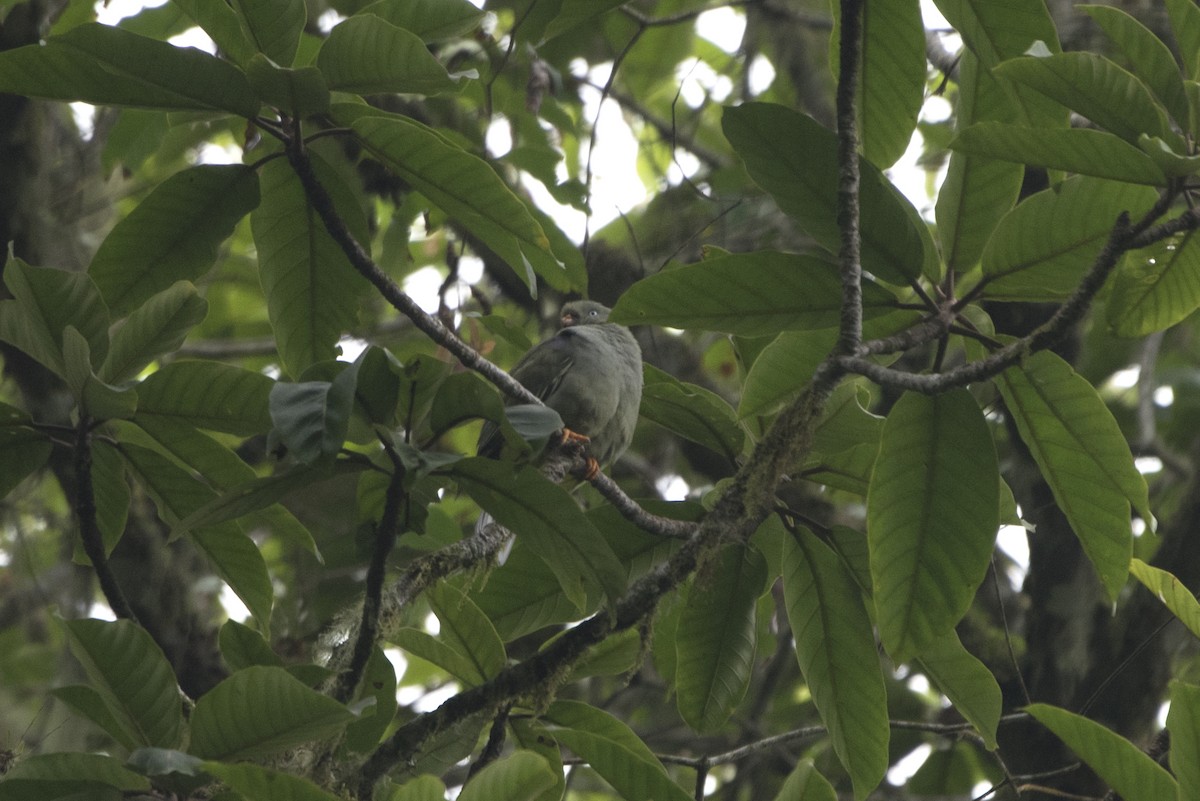 Sao Tome Green-Pigeon - ML459712821