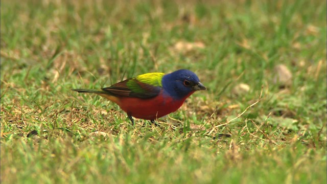 Painted Bunting - ML459713