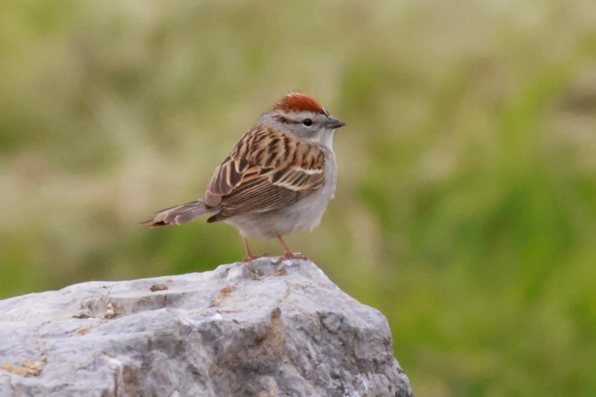 Chipping Sparrow - ML459713111