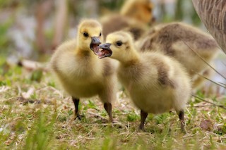 Canada Goose, ML459713121