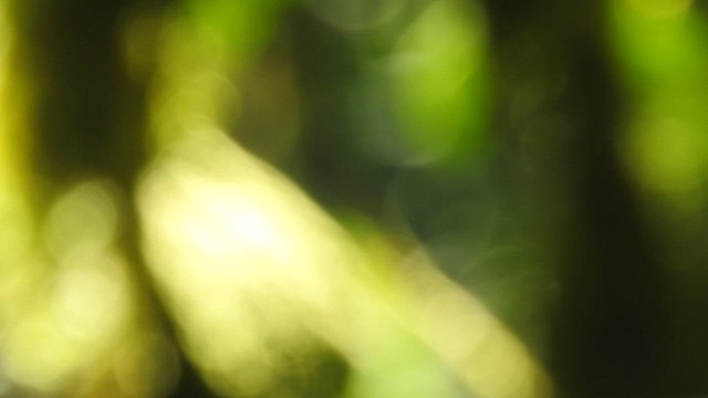 Колібрі-голкохвіст зелений - ML459713591