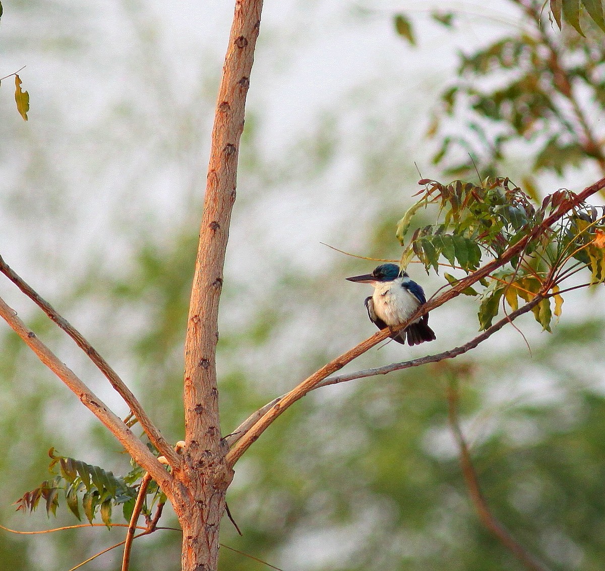 Collared Kingfisher (Oriental) - ML459713631