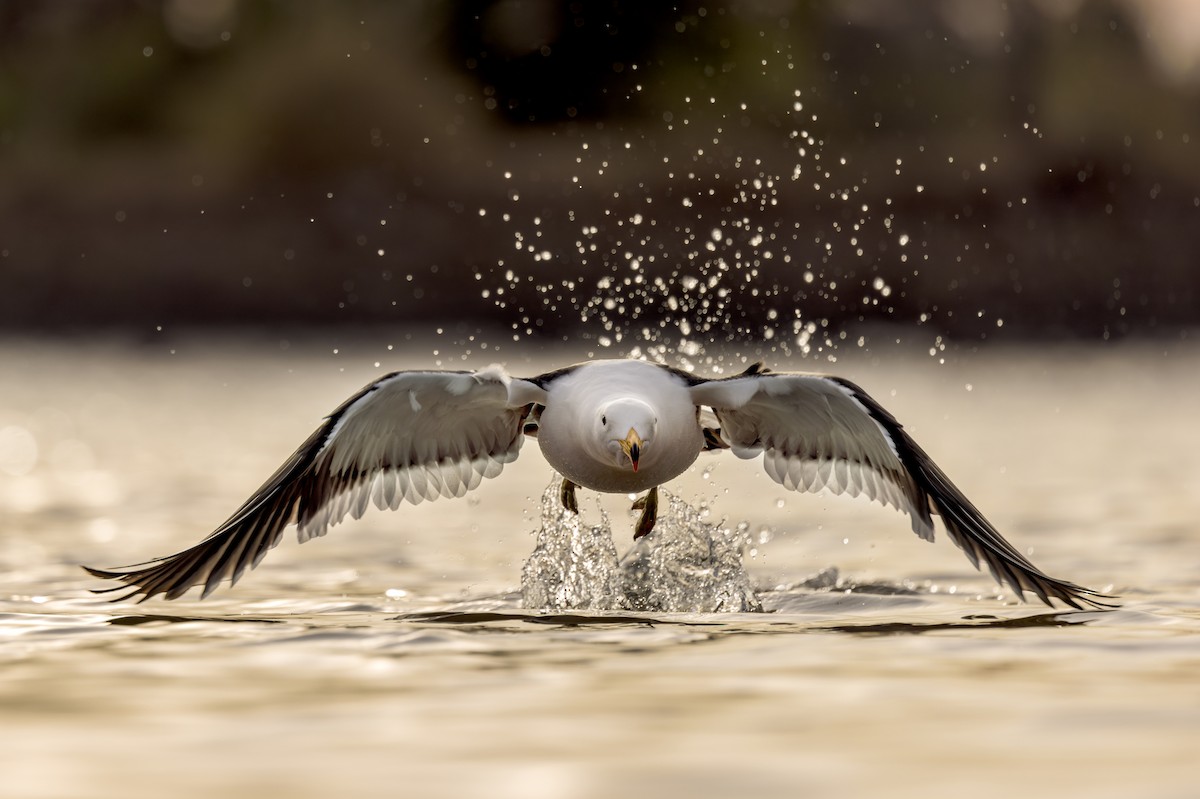 Gaviota Cangrejera - ML459718821