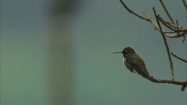 Black-chinned Hummingbird - ML459720