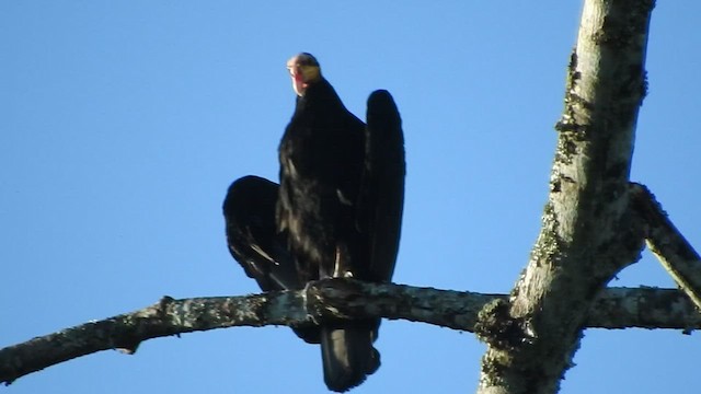 Greater Yellow-headed Vulture - ML459720181