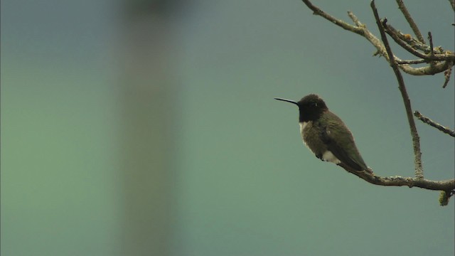 Black-chinned Hummingbird - ML459721
