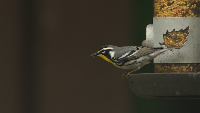 Yellow-throated Warbler - ML459723