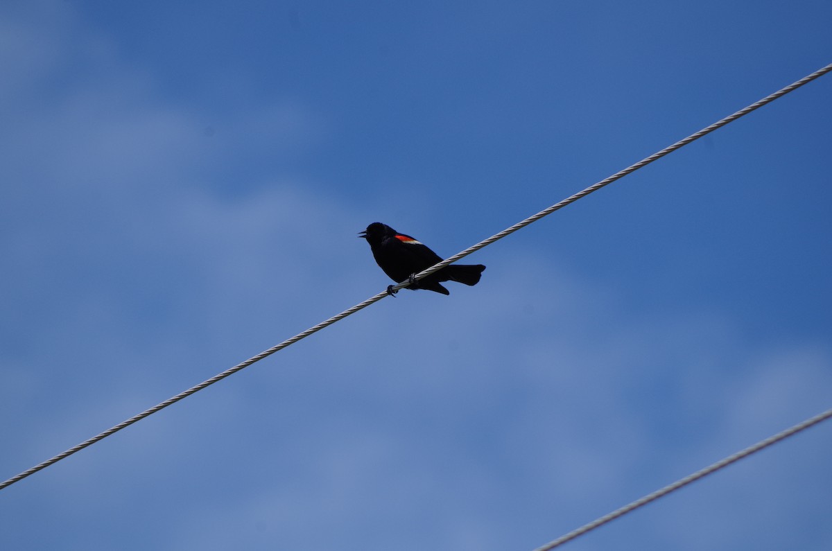 Red-winged Blackbird - ML459729471