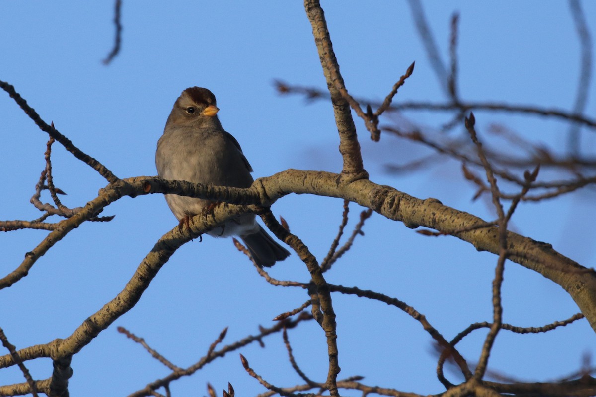 White-crowned Sparrow - ML45973281