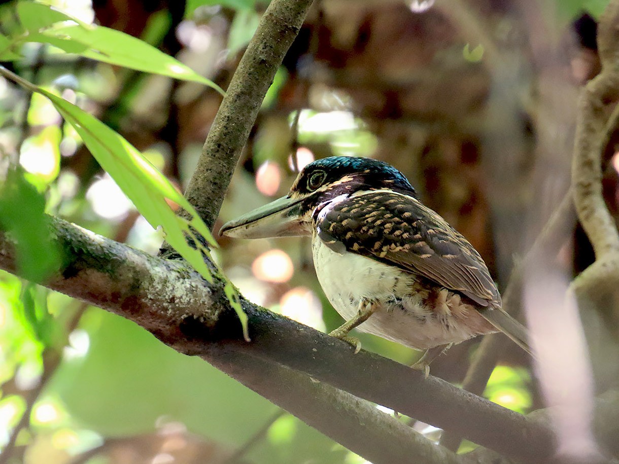 Hook-billed Kingfisher - Sujan Chatterjee