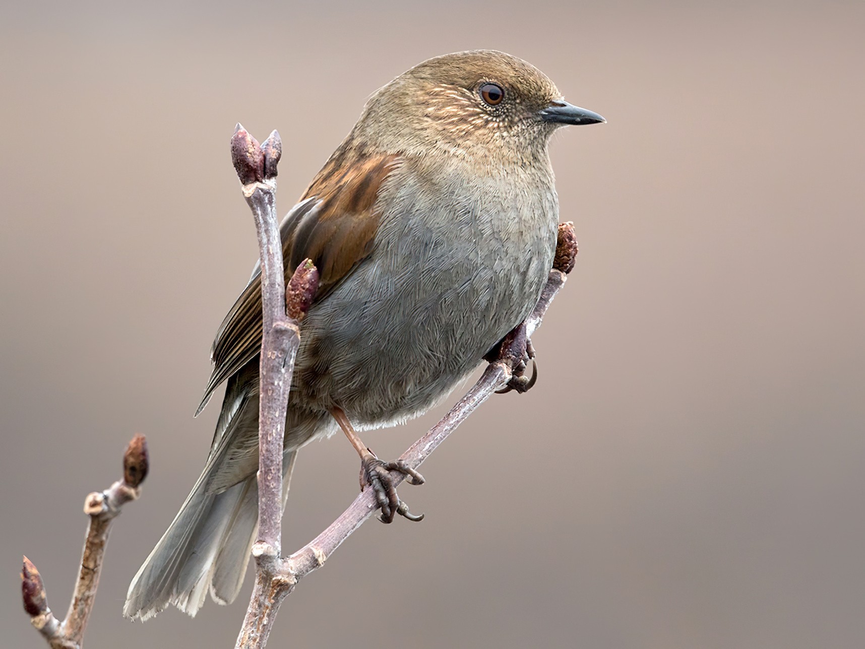 Japanese Accentor - Lars Petersson