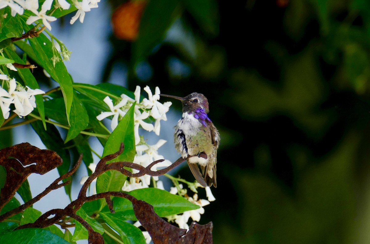 Costa's Hummingbird - ML459742211