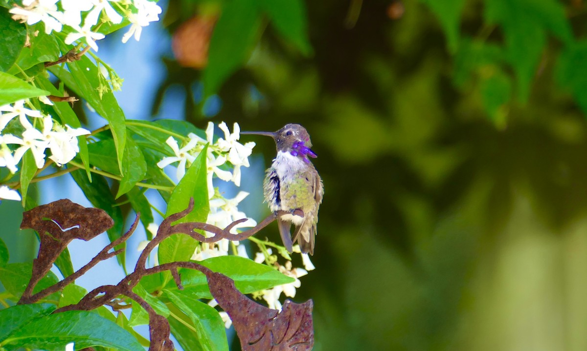 Costa's Hummingbird - ML459742261