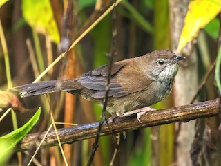 Javan Bush Warbler - eBird