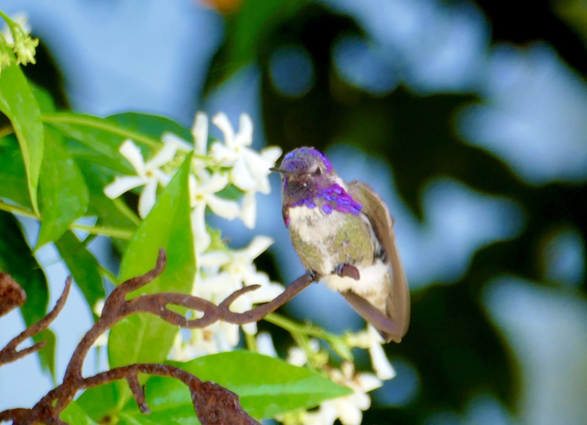 Costa's Hummingbird - ML459742521