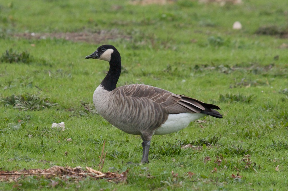 Canada Goose (canadensis Group) - ML45974321