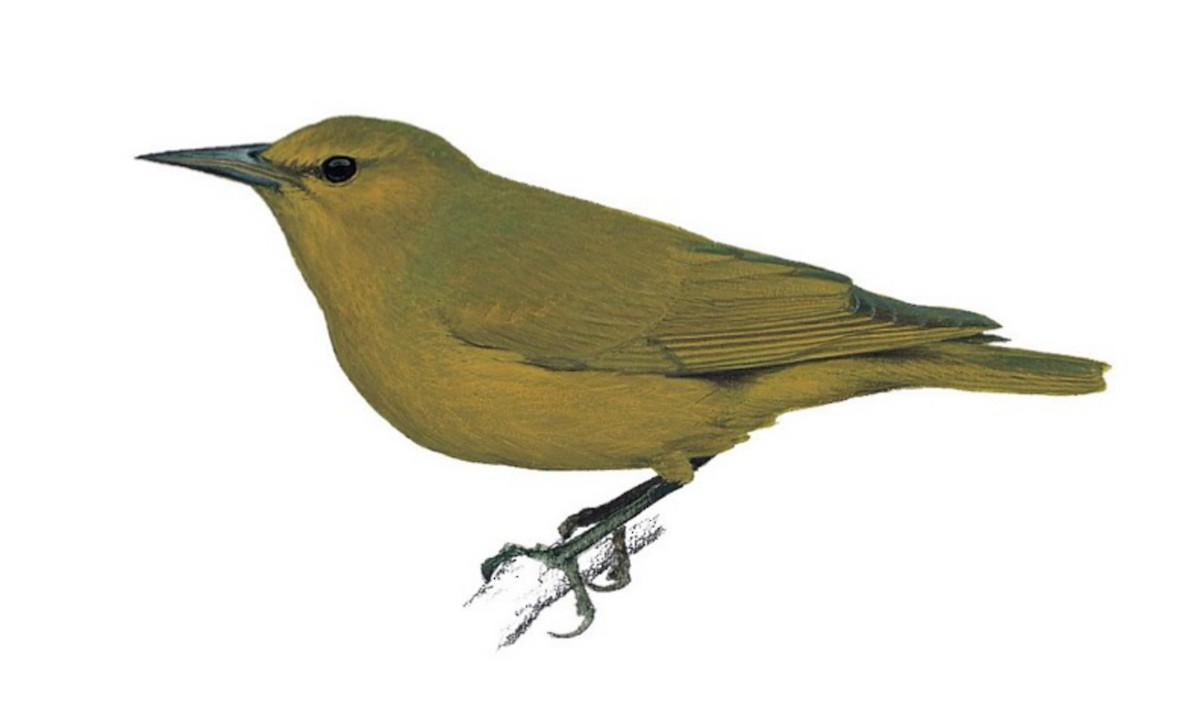 greater-amakihi-viridonia-sagittirostris-birds-of-the-world